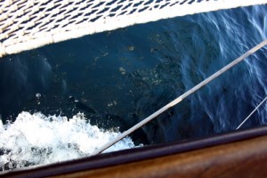 Segelschiff Rafael Verdera