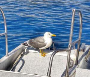 Frohe Ostern aus Mallorca