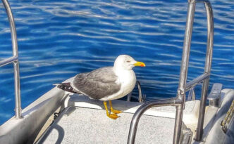 Frohe Ostern aus Mallorca