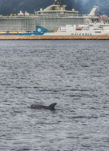 Delfine, Mallorca Katamaran